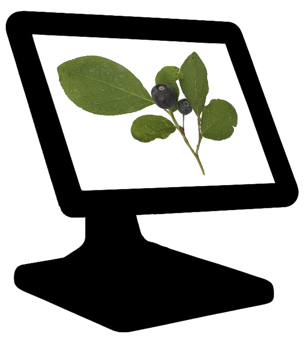 Logo Huckleberry POS